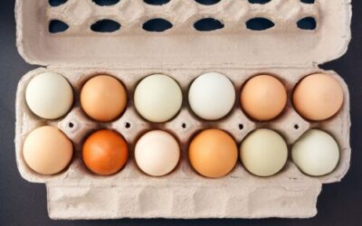 All Eggs Are Not Created Equal – No Eggsaggeration!
